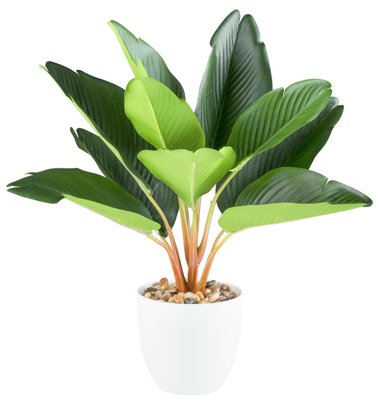 Strelitzia v květináči, 35cm