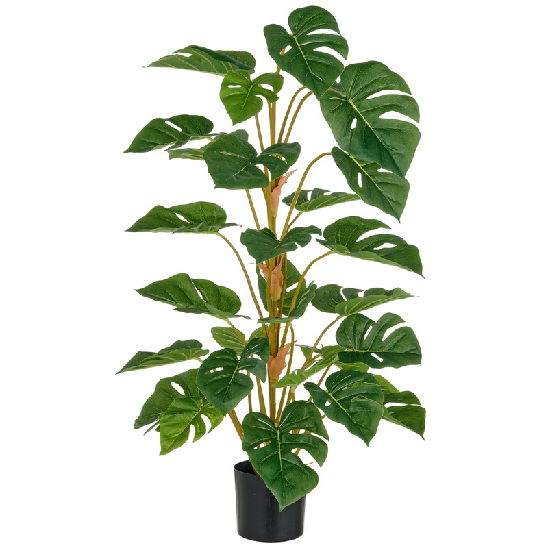 Split Philodendron palma, 90cm