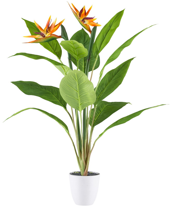 Strelitzia v květináči, 2 květy, 80cm