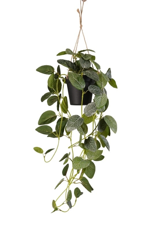 Fittonia v závěsném květináči, 70cm