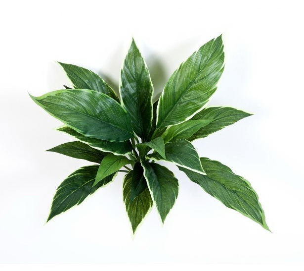 Cordyline, 30cm