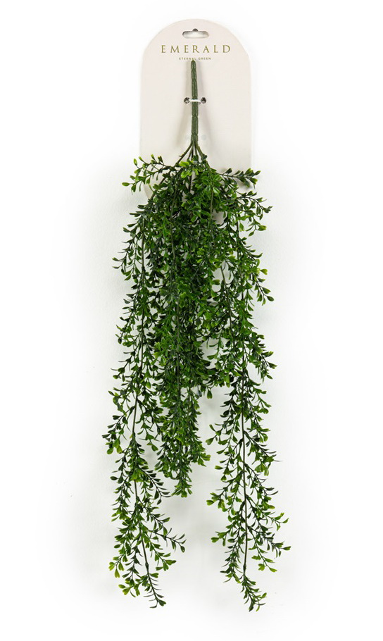 Popínavý Buxus, 75cm
