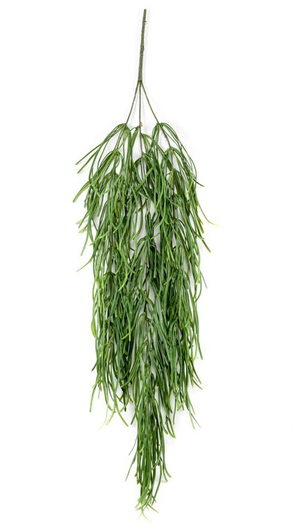 Popínavý Rhipsalis, 80cm