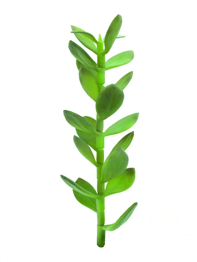 Penízovka-výhonek 30cm